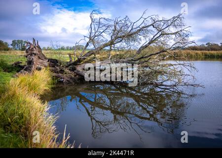Teldau, Allemagne. 27th septembre 2022. Un arbre déraciné se trouve dans un lac dans les basses terres du Suden, dans la réserve de biosphère de l'Elbe. Une semaine de la biosphère célèbre le 25th anniversaire de la Réserve de biosphère de l'UNESCO, Flusslandschaft Elbe. Le paysage de la rivière Elbe couvre 278 660 hectares. Le 30 septembre 2022, les cinq États riverains célébreront cet anniversaire. Credit: Jens Büttner/dpa/Alay Live News Banque D'Images