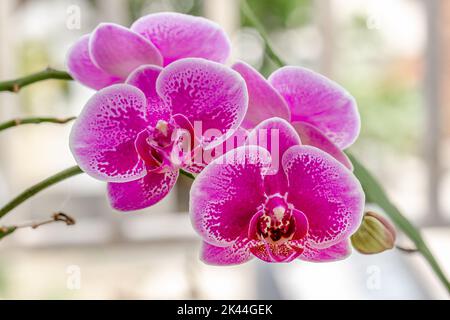 Fermé de Moth Orchid ou de lune orchidées qui fleurissent dans une combinaison de pourpre, rose et blanc; ambiance de fond dans un jardin intérieur plein Banque D'Images