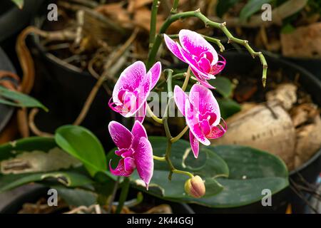 Fermé de Moth Orchid ou de lune orchidées qui fleurissent dans une combinaison de pourpre, rose et blanc; ambiance de fond dans un jardin intérieur plein Banque D'Images