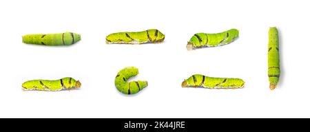 Groupe de Caterpillar de papillon de chaux isolé sur fond blanc. Insecte. Animal. Ver vert. Banque D'Images