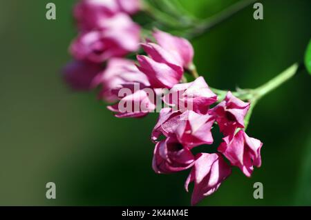Fleur rose dans la nature photo de stock Banque D'Images