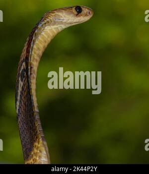 Gros plan d'un serpent avec des coups de cagoule étendue à la peur des prédateurs comme un mécanisme de défense; photo macro d'une indienne spectaculaire Cobra avec sa cagoule. Banque D'Images