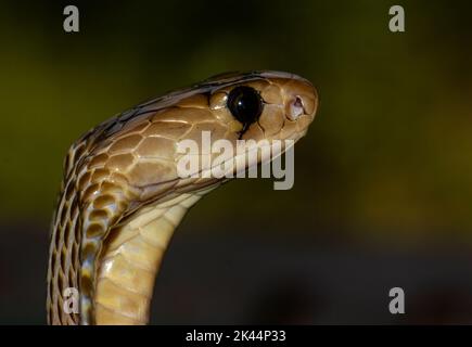 Gros plan d'un serpent avec des coups de cagoule étendue à la peur des prédateurs comme un mécanisme de défense; photo macro d'une indienne spectaculaire Cobra avec sa cagoule. Banque D'Images