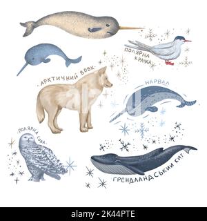 animaux de l'arctique nature monde sauvage froid nord mignon dessin animé glace flocon de neige ours polaire muskox cachalot scribe main Banque D'Images