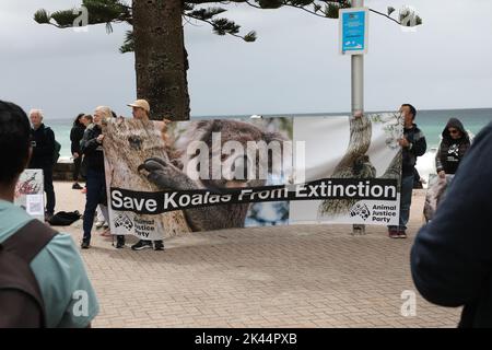 Sydney, Australie. 30th septembre 2022. À l'occasion de la Journée Save the Koala, des manifestants ont organisé un rassemblement pour demander l'intervention du ministre de l'Environnement, James Griffin. Ils disent qu'il devrait faire son travail et sauver les koalas de l'extinction. Les manifestants disent qu'après que 60 000 koalas aient été brûlés vifs dans les feux de brousse de l'été noir, après que le défrichement ait augmenté de 60 % en Nouvelle-Galles du Sud depuis 2017, après que les koalas aient (enfin) été répertoriés comme étant en danger de disparition, notre ministre de l'Environnement et député de Manly ne dit toujours rien faire. Photo : des manifestants à la plage de Manly avant la marche. Credit: Richard Milnes/Alamy Live News Banque D'Images