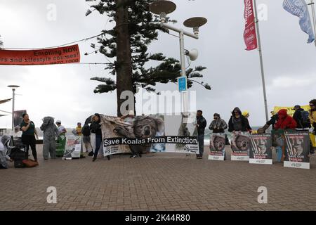 Sydney, Australie. 30th septembre 2022. À l'occasion de la Journée Save the Koala, des manifestants ont organisé un rassemblement pour demander l'intervention du ministre de l'Environnement, James Griffin. Ils disent qu'il devrait faire son travail et sauver les koalas de l'extinction. Les manifestants disent qu'après que 60 000 koalas aient été brûlés vifs dans les feux de brousse de l'été noir, après que le défrichement ait augmenté de 60 % en Nouvelle-Galles du Sud depuis 2017, après que les koalas aient (enfin) été répertoriés comme étant en danger de disparition, notre ministre de l'Environnement et député de Manly ne dit toujours rien faire. Photo : des manifestants à la plage de Manly avant la marche. Credit: Richard Milnes/Alamy Live News Banque D'Images