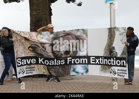 Sydney, Australie. 30th septembre 2022. À l'occasion de la Journée Save the Koala, des manifestants ont organisé un rassemblement pour demander l'intervention du ministre de l'Environnement, James Griffin. Ils disent qu'il devrait faire son travail et sauver les koalas de l'extinction. Les manifestants disent qu'après que 60 000 koalas aient été brûlés vifs dans les feux de brousse de l'été noir, après que le défrichement ait augmenté de 60 % en Nouvelle-Galles du Sud depuis 2017, après que les koalas aient (enfin) été répertoriés comme étant en danger de disparition, notre ministre de l'Environnement et député de Manly ne dit toujours rien faire. Photo : des manifestants à la plage de Manly avant la marche. Credit: Richard Milnes/Alamy Live News Banque D'Images