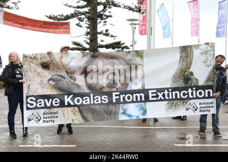 Sydney, Australie. 30th septembre 2022. À l'occasion de la Journée Save the Koala, des manifestants ont organisé un rassemblement pour demander l'intervention du ministre de l'Environnement, James Griffin. Ils disent qu'il devrait faire son travail et sauver les koalas de l'extinction. Les manifestants disent qu'après que 60 000 koalas aient été brûlés vifs dans les feux de brousse de l'été noir, après que le défrichement ait augmenté de 60 % en Nouvelle-Galles du Sud depuis 2017, après que les koalas aient (enfin) été répertoriés comme étant en danger de disparition, notre ministre de l'Environnement et député de Manly ne dit toujours rien faire. Photo : des manifestants à la plage de Manly avant la marche. Credit: Richard Milnes/Alamy Live News Banque D'Images