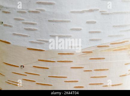 Tronc de bouleau de l'Himalaya (Betula utilis var. Jaccquemontithe) Banque D'Images