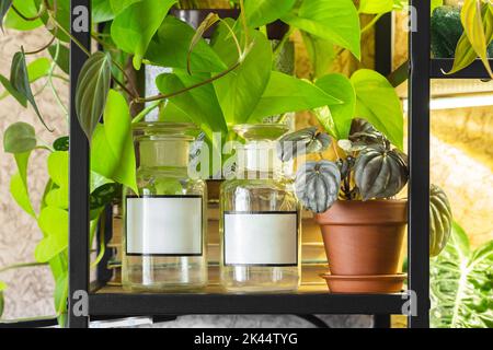 Étiquette vierge apothicaire ou bocaux médicaux avec plantes en pot Epipremnum Neon, Peperomia Silver sur l'étagère en métal noir de style industriel. Maison jardin ind Banque D'Images