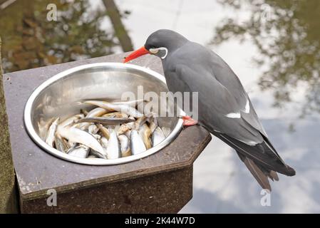 La Sterne Inca saine manger du poisson dans un bol en métal - ces oiseaux sont indigènes au Pérou et au Chili. Banque D'Images