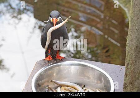 La Sterne Inca saine manger du poisson dans un bol en métal - ces oiseaux sont indigènes au Pérou et au Chili. Banque D'Images