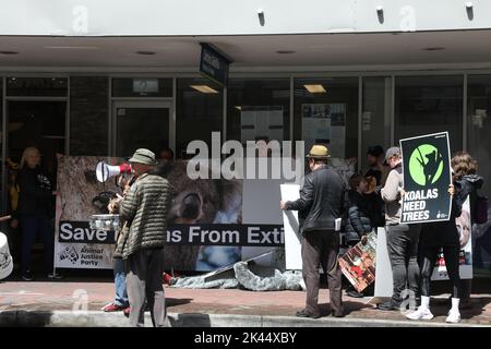 Sydney, Australie. 30th septembre 2022. À l'occasion de la Journée Save the Koala, des manifestants ont organisé un rassemblement pour demander l'intervention du ministre de l'Environnement, James Griffin. Ils disent qu'il devrait faire son travail et sauver les koalas de l'extinction. Les manifestants disent qu'après que 60 000 koalas aient été brûlés vifs dans les feux de brousse de l'été noir, après que le défrichement ait augmenté de 60 % en Nouvelle-Galles du Sud depuis 2017, après que les koalas aient (enfin) été répertoriés comme étant en danger de disparition, notre ministre de l'Environnement et député de Manly ne dit toujours rien faire. Photo : des manifestants devant le bureau du ministre de l'Environnement James Griffin, au 2, rue Wentworth, Manly. Crédit Banque D'Images