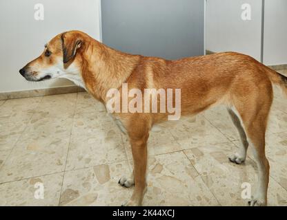 Joli chien rouge dans l'appartement en pleine croissance Banque D'Images