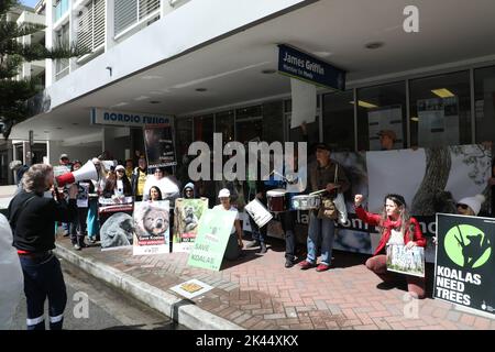 Sydney, Australie. 30th septembre 2022. À l'occasion de la Journée Save the Koala, des manifestants ont organisé un rassemblement pour demander l'intervention du ministre de l'Environnement, James Griffin. Ils disent qu'il devrait faire son travail et sauver les koalas de l'extinction. Les manifestants disent qu'après que 60 000 koalas aient été brûlés vifs dans les feux de brousse de l'été noir, après que le défrichement ait augmenté de 60 % en Nouvelle-Galles du Sud depuis 2017, après que les koalas aient (enfin) été répertoriés comme étant en danger de disparition, notre ministre de l'Environnement et député de Manly ne dit toujours rien faire. Photo : des manifestants devant le bureau du ministre de l'Environnement James Griffin, au 2, rue Wentworth, Manly. Crédit Banque D'Images