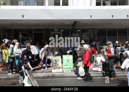 Sydney, Australie. 30th septembre 2022. À l'occasion de la Journée Save the Koala, des manifestants ont organisé un rassemblement pour demander l'intervention du ministre de l'Environnement, James Griffin. Ils disent qu'il devrait faire son travail et sauver les koalas de l'extinction. Les manifestants disent qu'après que 60 000 koalas aient été brûlés vifs dans les feux de brousse de l'été noir, après que le défrichement ait augmenté de 60 % en Nouvelle-Galles du Sud depuis 2017, après que les koalas aient (enfin) été répertoriés comme étant en danger de disparition, notre ministre de l'Environnement et député de Manly ne dit toujours rien faire. Photo : des manifestants devant le bureau du ministre de l'Environnement James Griffin, au 2, rue Wentworth, Manly. Crédit Banque D'Images