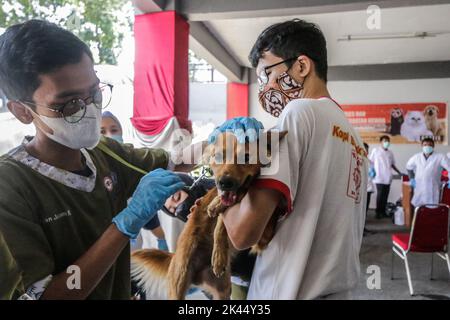 BOGOR, INDONÉSIE - 28 septembre 2022: animaux de compagnie dans la ville de Bogor, participant à des injections de vaccination contre la rage à la Journée mondiale de la rage, sur 28 septembre 2022 Banque D'Images
