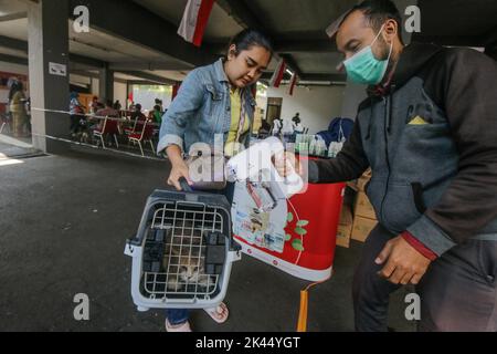 BOGOR, INDONÉSIE - 28 septembre 2022: animaux de compagnie dans la ville de Bogor, participant à des injections de vaccination contre la rage à la Journée mondiale de la rage, sur 28 septembre 2022 Banque D'Images