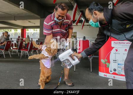 BOGOR, INDONÉSIE - 28 septembre 2022: animaux de compagnie dans la ville de Bogor, participant à des injections de vaccination contre la rage à la Journée mondiale de la rage, sur 28 septembre 2022 Banque D'Images