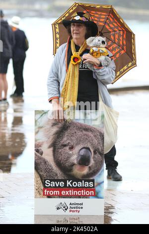 Sydney, Australie. 30th septembre 2022. À l'occasion de la Journée Save the Koala, des manifestants ont organisé un rassemblement pour demander l'intervention du ministre de l'Environnement, James Griffin. Ils disent qu'il devrait faire son travail et sauver les koalas de l'extinction. Les manifestants disent qu'après que 60 000 koalas aient été brûlés vifs dans les feux de brousse de l'été noir, après que le défrichement ait augmenté de 60 % en Nouvelle-Galles du Sud depuis 2017, après que les koalas aient (enfin) été répertoriés comme étant en danger de disparition, notre ministre de l'Environnement et député de Manly ne dit toujours rien faire. Photo : des manifestants à Manly Beach avant la marche au bureau du ministre de l'Environnement James Griffin. Crédit : Banque D'Images