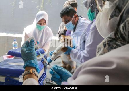 BOGOR, INDONÉSIE - 28 septembre 2022: animaux de compagnie dans la ville de Bogor, participant à des injections de vaccination contre la rage à la Journée mondiale de la rage, sur 28 septembre 2022 Banque D'Images