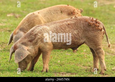 Cochons sur la prairie agricole, Lonjsko polje, Croatie Banque D'Images