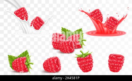 Collection de framboises mûres isolées sur fond transparent. Framboise dans une goutte de jus avec des gouttes, framboises dans une goutte de lait ou de yogur Illustration de Vecteur