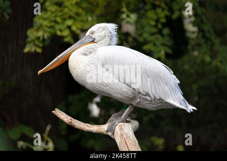 Dalmatian Pelican au zoo de Vienne, Autriche Banque D'Images