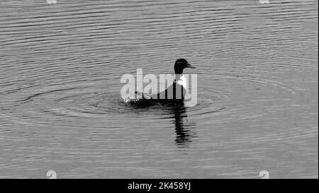 Photo en niveaux de gris d'un canard touffeté à la surface de l'eau Banque D'Images