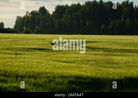 Un champ vert avec des traces de machines agricoles Banque D'Images