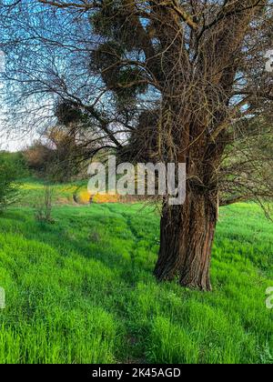 Un cliché vertical d'un champ rural avec un arbre vieux et grand sans feuilles Banque D'Images