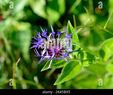 Gros plan de la fleur du bluet de montagne (Centaurea montana) avec des abeilles et des fourmis se nourrissant du nectar. Banque D'Images