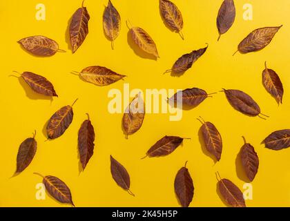 Motif de mise en page créatif à partir de feuilles d'automne sèches sur fond jaune. Pose à plat. Concept de saison. Banque D'Images