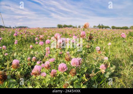 Champ de trèfle sur un pré. Prairie de fleurs en vert et rose. Plantes de la nature. Photographie de paysage. Banque D'Images