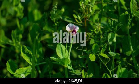 Pisum sativum. Des petits pois fleuris sur le terrain. Culture de petits pois verts. Agriculture dans les pays de Caux, champs avec des plants de pois verts en hiver, Bangla Banque D'Images