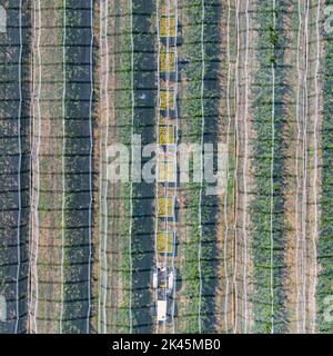 Les travailleurs ramassant des poires dans le champ à partir de caisses fixées à un tracteur de remorquage. Travailler au milieu de la journée sous le filet de grêle. Banque D'Images