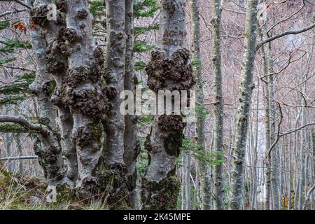 Arbres inhabituels dans une forêt avec un tronc épaissi Banque D'Images