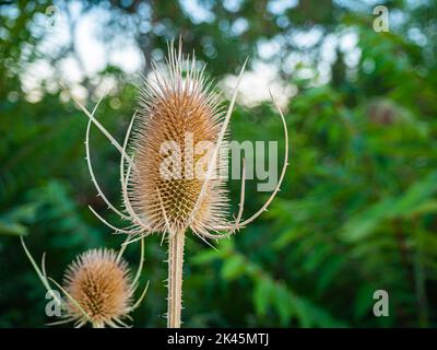 Dipsacus fullonum - est une espèce de plante à fleurs connue sous les noms communs de thé sauvage ou de thé de Fuller. Banque D'Images