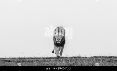 Un lion mâle, Panthera leo, marche à travers l'herbe courte, le regard direct, en noir et blanc Banque D'Images