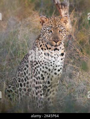 Un léopard mâle, Panthera pardus, est assis dans une longue herbe et regarde vers l'avant Banque D'Images