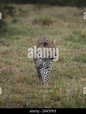 Un léopard mâle, Panthera pardus, marche à travers l'herbe courte, regarde sur le côté Banque D'Images