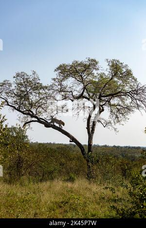 Un léopard, Panthera pardus, descend d'un arbre Banque D'Images