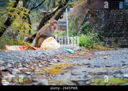 9 janvier 2022 dehradun Uttarakhand Inde. Rhésus macaque (Macaca mulatta) ou singe indien assis au bord de la route à la recherche de sacs à ordures. Banque D'Images