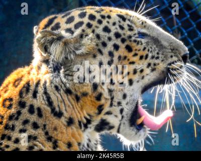 18 août 2018, dehradun City Uttarakhand Inde. Léopard ou Guldar bâillant avec dents et langue visibles en captivité au zoo Dehradun Malsi. Banque D'Images