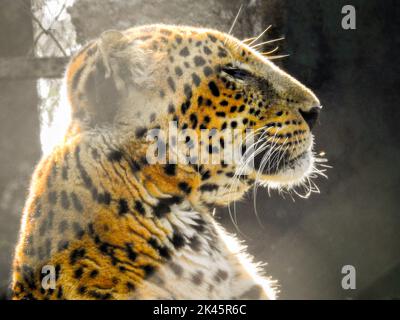 18 août 2018, dehradun City Uttarakhand Inde. Léopard ou Guldar en captivité au zoo Dehradun Malsi. Banque D'Images