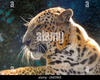 18 août 2018, dehradun City Uttarakhand Inde. Léopard ou Guldar en captivité au zoo Dehradun Malsi. Banque D'Images