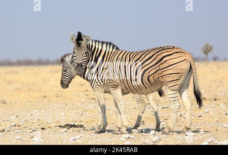 Mère et Foal Zebra debout côte à côte - paysage - debout sur un terrain de sable blanc. Parc national d'Etosha, Namibie Banque D'Images