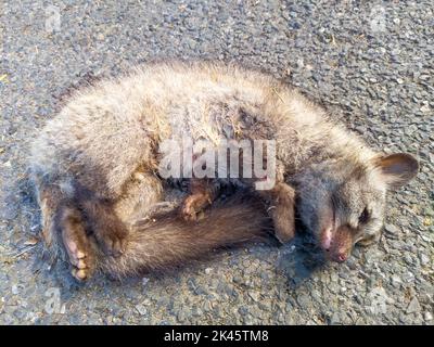 Un renard gris est couché mort après avoir rencontré un accident en traversant la route au milieu d'un parc national. Uttarakhand Inde Banque D'Images