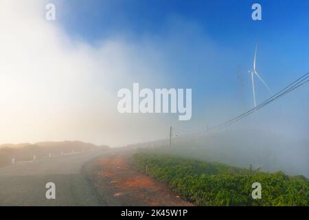 Éoliennes à énergie renouvelable moulin à vent couvert de brouillard tôt le matin à Da Lat, Lam Dong, Viet Nam Banque D'Images