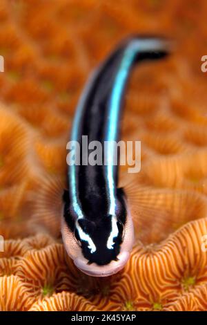 Un gobie coloré, mais timide, noir et bleu au néon se trouve sans mouvement sur un corail orange dur sur un récif à Roatan Honduras. Banque D'Images